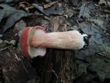 Xanthoconium purpureum image