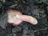 Xanthoconium purpureum image