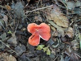 Russula rubescens image