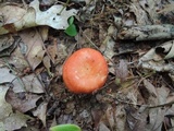 Russula rubescens image