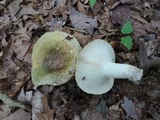 Russula variata image