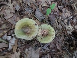 Russula variata image