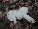 Russula variata image