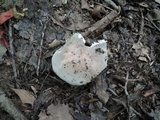 Russula modesta image