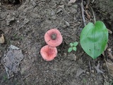 Russula operta image