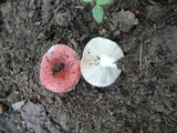 Russula operta image