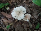Clitopilus prunulus image