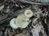 Neofavolus suavissimus image