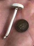 Agrocybe molesta image