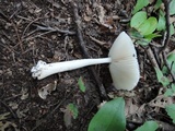 Amanita sect. Vaginatae image