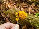 Fuligo septica image