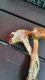 Boletus subcaerulescens image