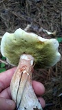 Boletus subcaerulescens image