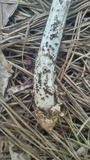 Amanita sect. Vaginatae image
