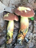 Lanmaoa pseudosensibilis image