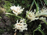 Tremellodendron pallidum image