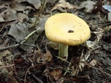 Cantharellus phasmatis image