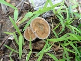 Coltricia cinnamomea image