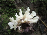 Tremellodendron pallidum image