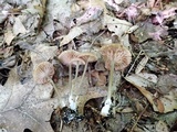 Entoloma odoriferum image