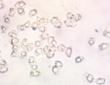 Entoloma odoriferum image
