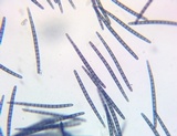 Geoglossum difforme image