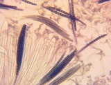 Geoglossum difforme image
