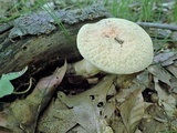 Gyroporus cyanescens image