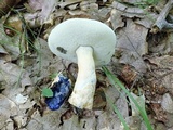 Gyroporus cyanescens image