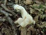 Hypomyces porphyreus image