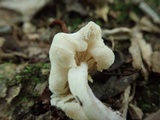 Hypomyces porphyreus image