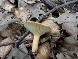 Lactifluus hygrophoroides image
