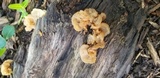 Ductifera pululahuana image