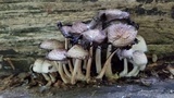 Coprinopsis variegata image