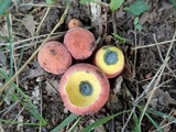 Lanmaoa carminipes image
