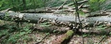 Pleurotus pulmonarius image