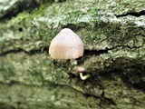 Pluteus longistriatus image