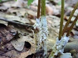 Sebacina incrustans image