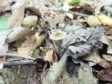 Simocybe centunculus var. centunculus image