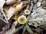 Simocybe centunculus var. centunculus image