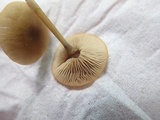 Simocybe centunculus var. centunculus image