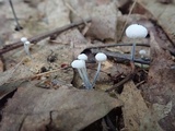 Tetrapyrgos nigripes image