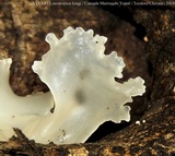 Tremella fuciformis image