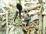 Trichoglossum variabile image