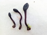 Trichoglossum variabile image