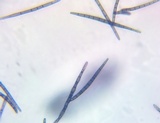 Trichoglossum variabile image
