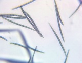 Trichoglossum variabile image
