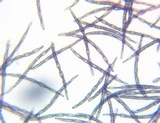 Trichoglossum variabile image