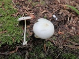 Volvariella pusilla image