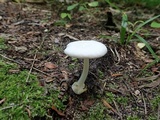 Volvariella pusilla image